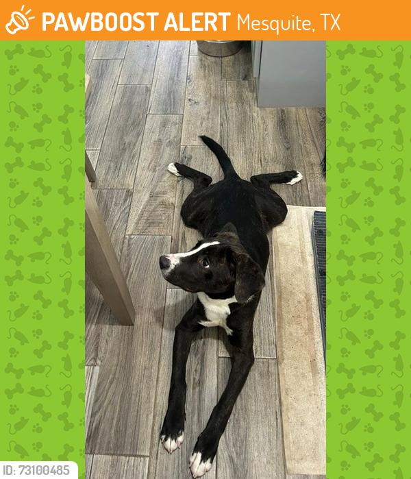 Found/Stray Male Dog last seen Newsom & Creek Valley Road, Mesquite, TX 75181