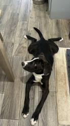 Found/Stray Male Dog last seen Newsom & Creek Valley Road, Mesquite, TX 75181