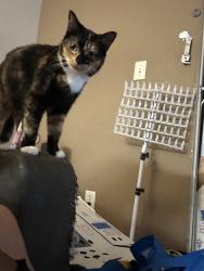Lost Female Cat last seen Cater way, Oceanside, CA 92058