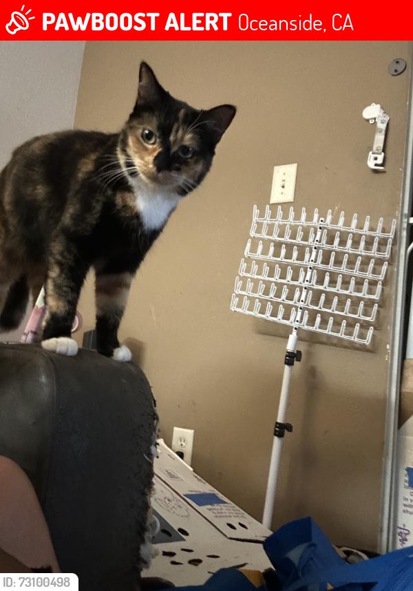 Lost Female Cat last seen Cater way, Oceanside, CA 92058