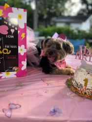 Lost Female Dog last seen Hialeah 9 w, Hialeah, FL 33012