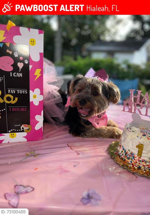 Lost Female Dog last seen Hialeah 9 w, Hialeah, FL 33012