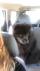 Lost Male Dog last seen Near sease acres trail, Little Mountain, SC 29075