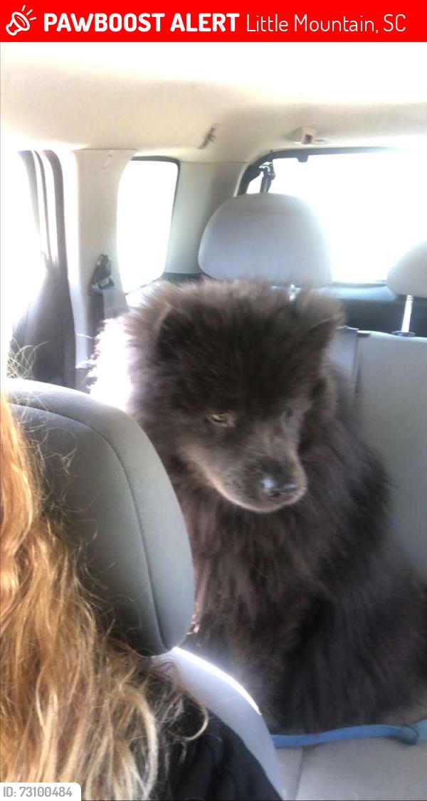 Lost Male Dog last seen Near sease acres trail, Little Mountain, SC 29075