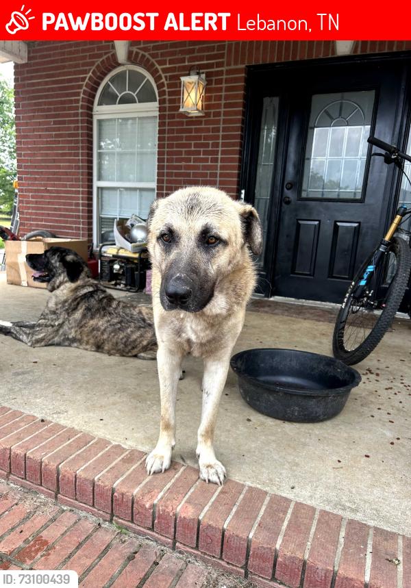 Lost Male Dog last seen Bairds Mill or Cedars of Lebanon, Gladeville, Lebanon, TN 37090