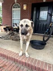Lost Male Dog last seen Bairds Mill or Cedars of Lebanon, Gladeville, Lebanon, TN 37090
