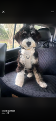 Lost Female Dog last seen Trails behind park strand drive and Covington stone, Apollo Beach, FL 33572