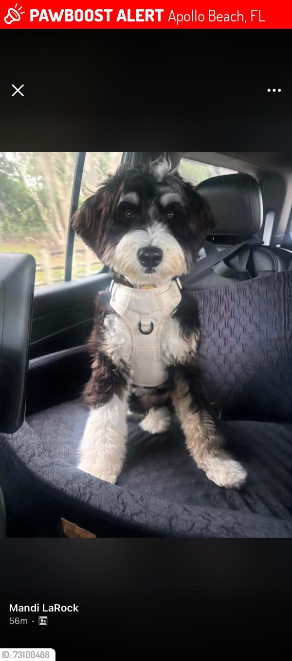 Lost Female Dog last seen Trails behind park strand drive and Covington stone, Apollo Beach, FL 33572