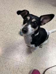 Reunited Female Dog last seen 75th St and Goddard, Shawnee, KS 66214