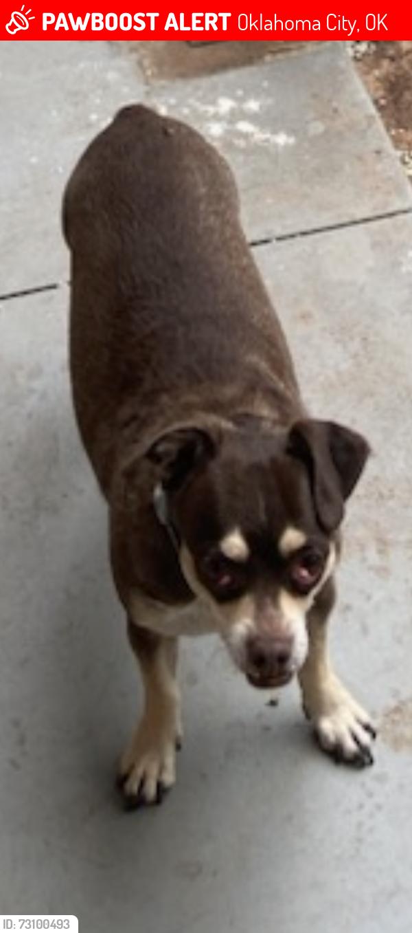 Lost Female Dog last seen 119th and County line Road, Oklahoma City, OK 73165