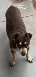 Lost Female Dog last seen 119th and County line Road, Oklahoma City, OK 73165