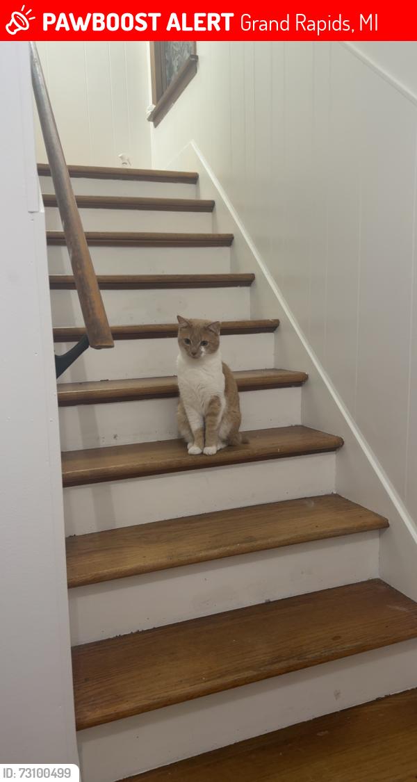 Lost Male Cat last seen -, Grand Rapids, MI 49504