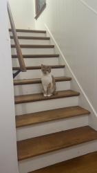 Lost Male Cat last seen -, Grand Rapids, MI 49504