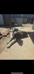 Lost Male Dog last seen Abel church, Guthrie, OK 73044