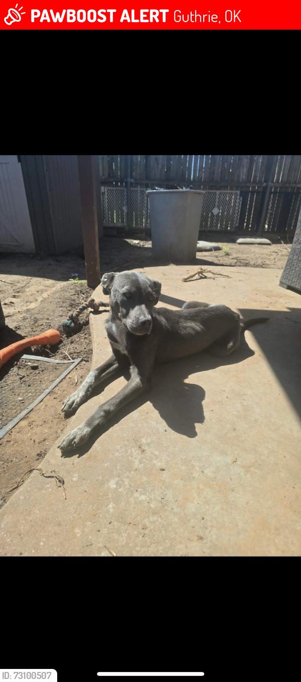 Lost Male Dog last seen Abel church, Guthrie, OK 73044