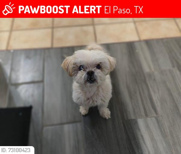 Lost Female Dog last seen Wichita cir, El Paso, TX 79904