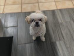 Lost Female Dog last seen Wichita cir, El Paso, TX 79904