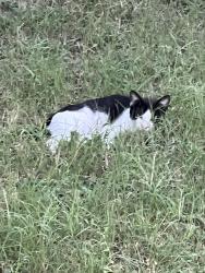 Found/Stray Unknown Cat last seen Verna trail west and Hopi, Fort Worth, TX 76108