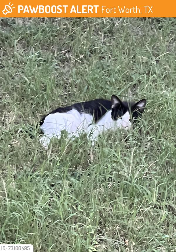 Found/Stray Unknown Cat last seen Verna trail west and Hopi, Fort Worth, TX 76108