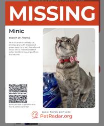 Reunited Male Cat last seen Near beacon dr, Sandy Springs, GA 30328