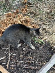 Lost Male Cat last seen Stinard Ave and Stolp Ave near Bellevue Elementary School, Syracuse, NY 13207