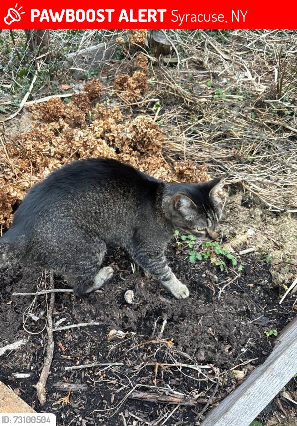 Lost Male Cat last seen Stinard Ave and Stolp Ave near Bellevue Elementary School, Syracuse, NY 13207