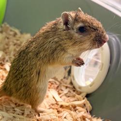Shelter Stray Female Other last seen , 3607 N Armenia Ave, Tampa, FL 33607, USA