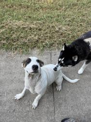 Found/Stray Female Dog last seen Near Alabama, Dallas, TX 75216