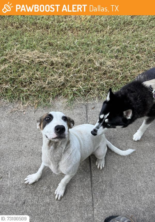 Found/Stray Female Dog last seen Near Alabama, Dallas, TX 75216