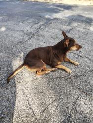 Found/Stray Male Dog last seen Sahara Dr, San Antonio, TX 78216