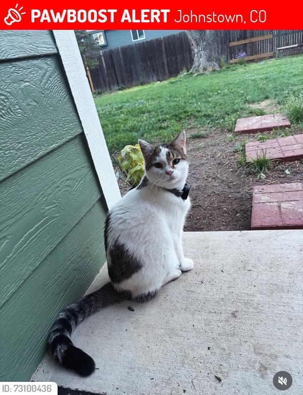 Lost Male Cat last seen The Landings Neighborhood Johnstown, Johnstown, CO 80534