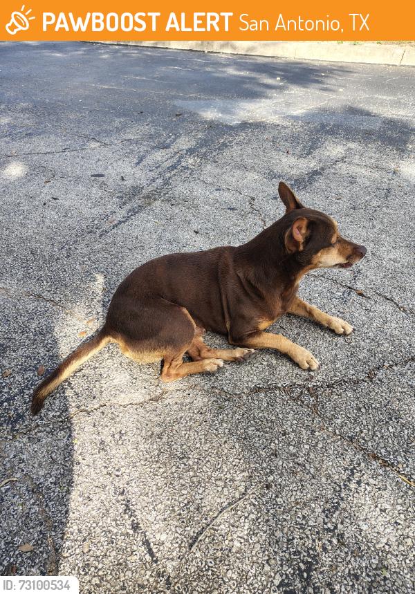 Found/Stray Male Dog last seen Sahara Dr, San Antonio, TX 78216