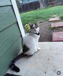 Lost Male Cat last seen The Landings Neighborhood Johnstown, Johnstown, CO 80534