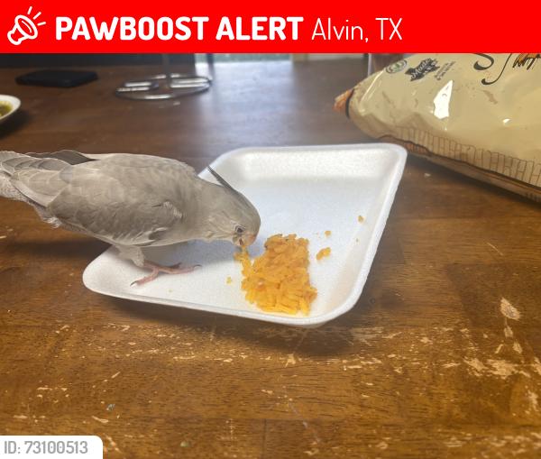 Lost Female Bird last seen Country acres 538, Alvin, TX 77511