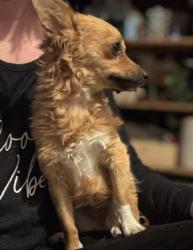 Found/Stray Female Dog last seen Forest falls ct and mount Roy lane, Sunrise Manor, NV 89156