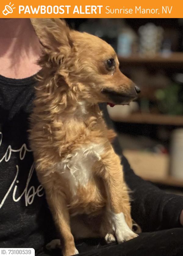 Found/Stray Female Dog last seen Forest falls ct and mount Roy lane, Sunrise Manor, NV 89156