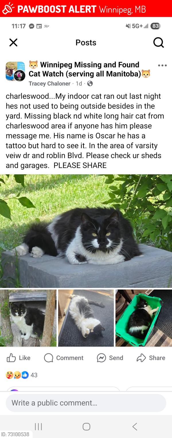 Lost Male Cat last seen Varsity veiw drive nd roblin, Winnipeg, MB 