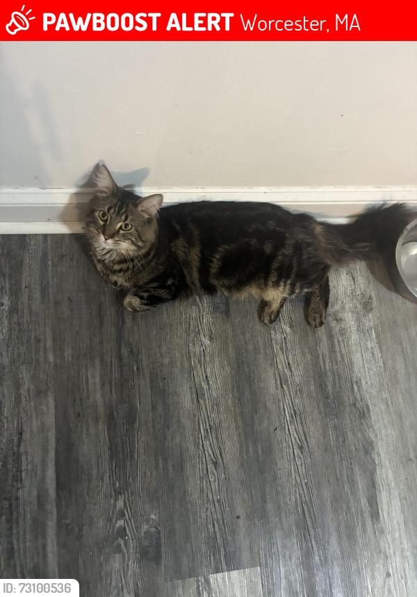Lost Male Cat last seen Fairfax rd, Worcester, MA 01607