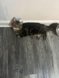 Lost Male Cat last seen Fairfax rd, Worcester, MA 01607