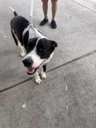 Found/Stray Male Dog last seen Ware & Dove, McAllen, TX 78504