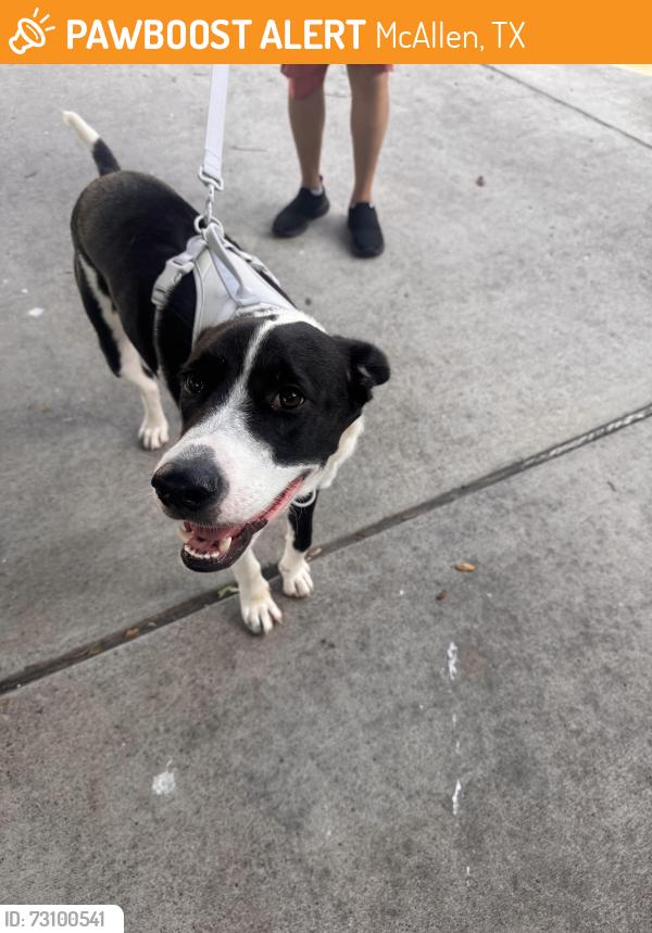 Found/Stray Male Dog last seen Ware & Dove, McAllen, TX 78504