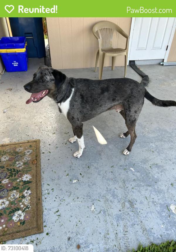 Reunited Male Dog last seen Near Balsam Dr, Royal Palm Beach, FL 33411, USA, Royal Palm Beach, FL 33411
