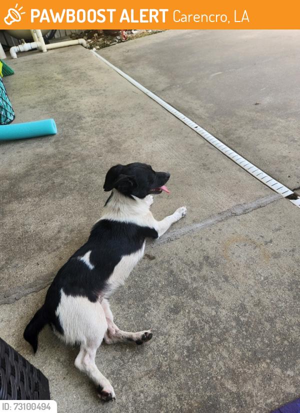 Found/Stray Female Dog last seen Dillon road/mills, Carencro, LA 70520