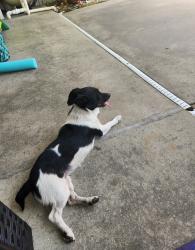 Found/Stray Female Dog last seen Dillon road/mills, Carencro, LA 70520