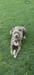 Reunited Female Dog last seen Near NE 95th St, Jones, OK 73049, USA, Jones, OK 73049