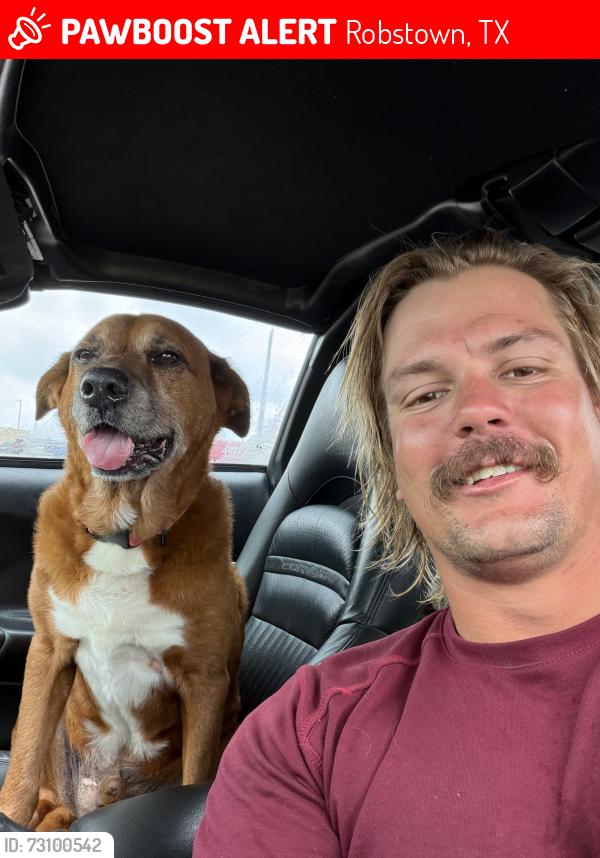 Lost Male Dog last seen County rd 36 county rd 81, Robstown, TX 78380