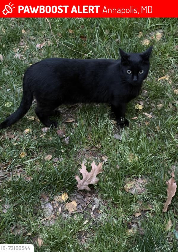 Lost Male Cat last seen Summit and Lake Claire Dr, Annapolis, MD 21409