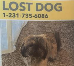 Lost Male Dog last seen Dunn’s Farm, Maple City, MI 49664