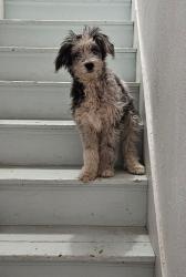 Reunited Female Dog last seen W. Bijou and 18th, Colorado Springs, CO 80904