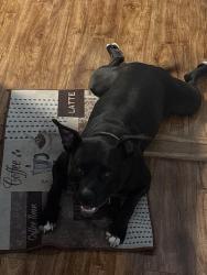 Lost Female Dog last seen St Julian way, Fayetteville, NC 28314